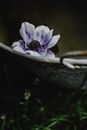 Purple Flower in Green Grass
