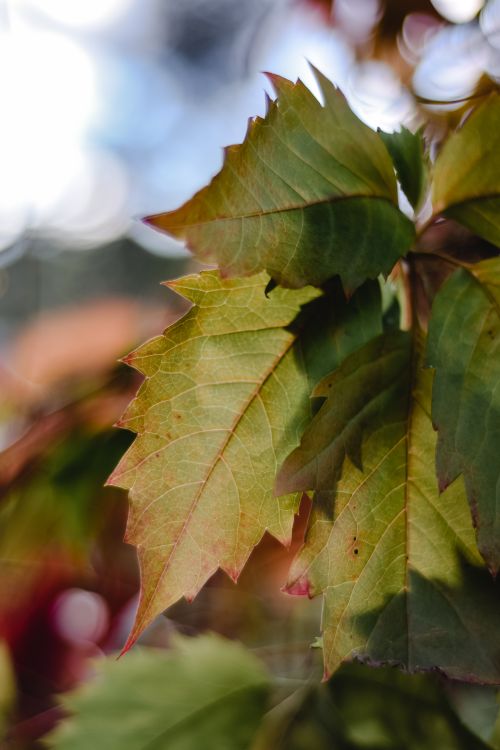 Free Detailed view of vibrant autumn leaves in Vihtra, Estonia, capturing fall colors. Stock Photo