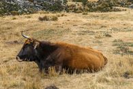 Brown Cow on Green Grass Field