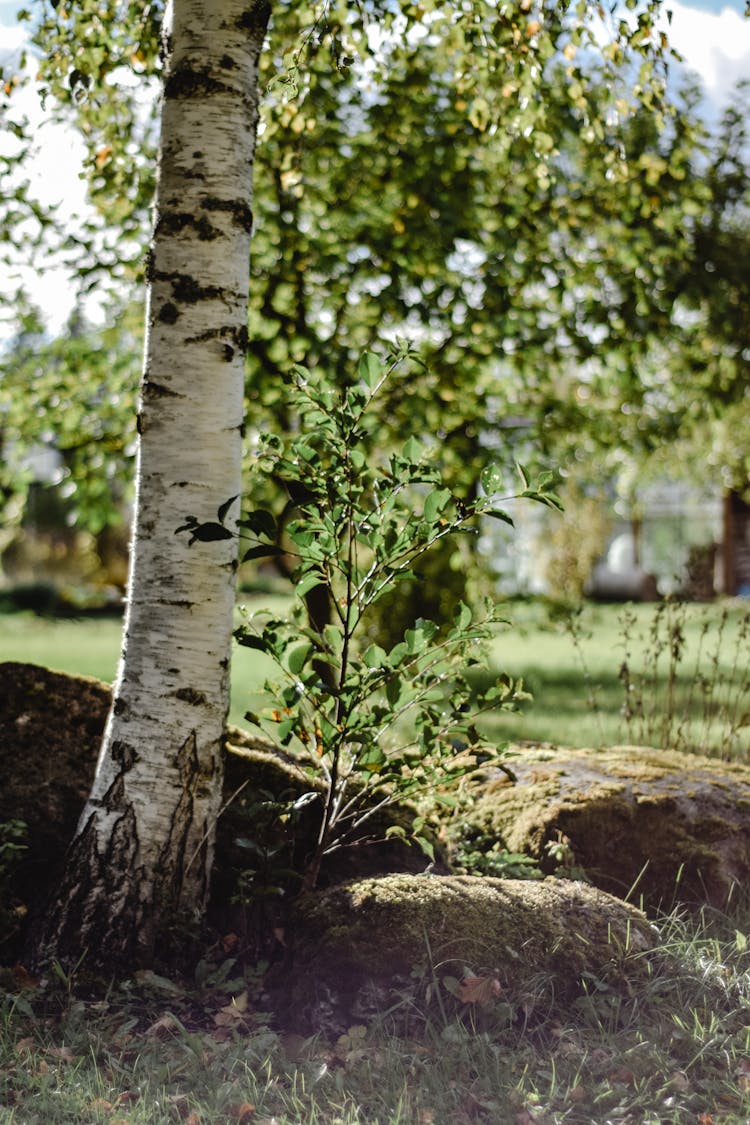 Birch Tree Growing On Ground