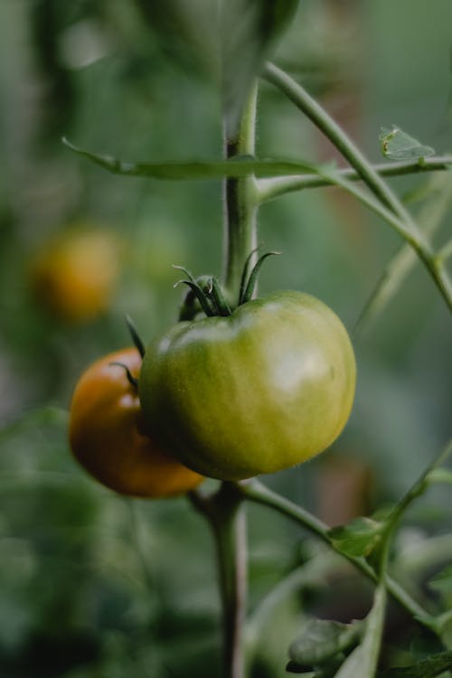 Yellow and Green Tomato on Branch