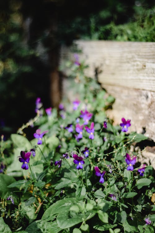 8 Amazing Balcony Plants to Turn Your Space Into a Paradise 4 Purple Flowers With Green Leaves good balcony plants