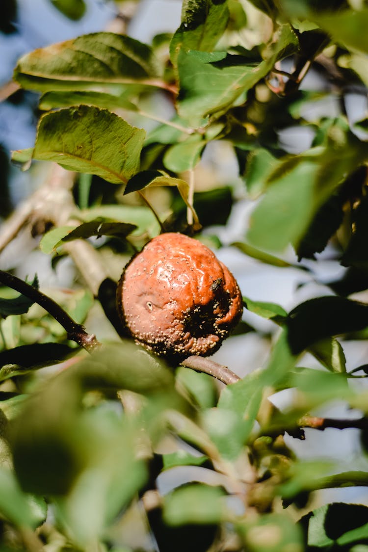 Rotten Apple In Tree