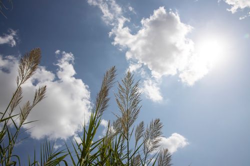 Free A bright sunny day with white clouds and tall grasses swaying under a clear blue sky. Stock Photo