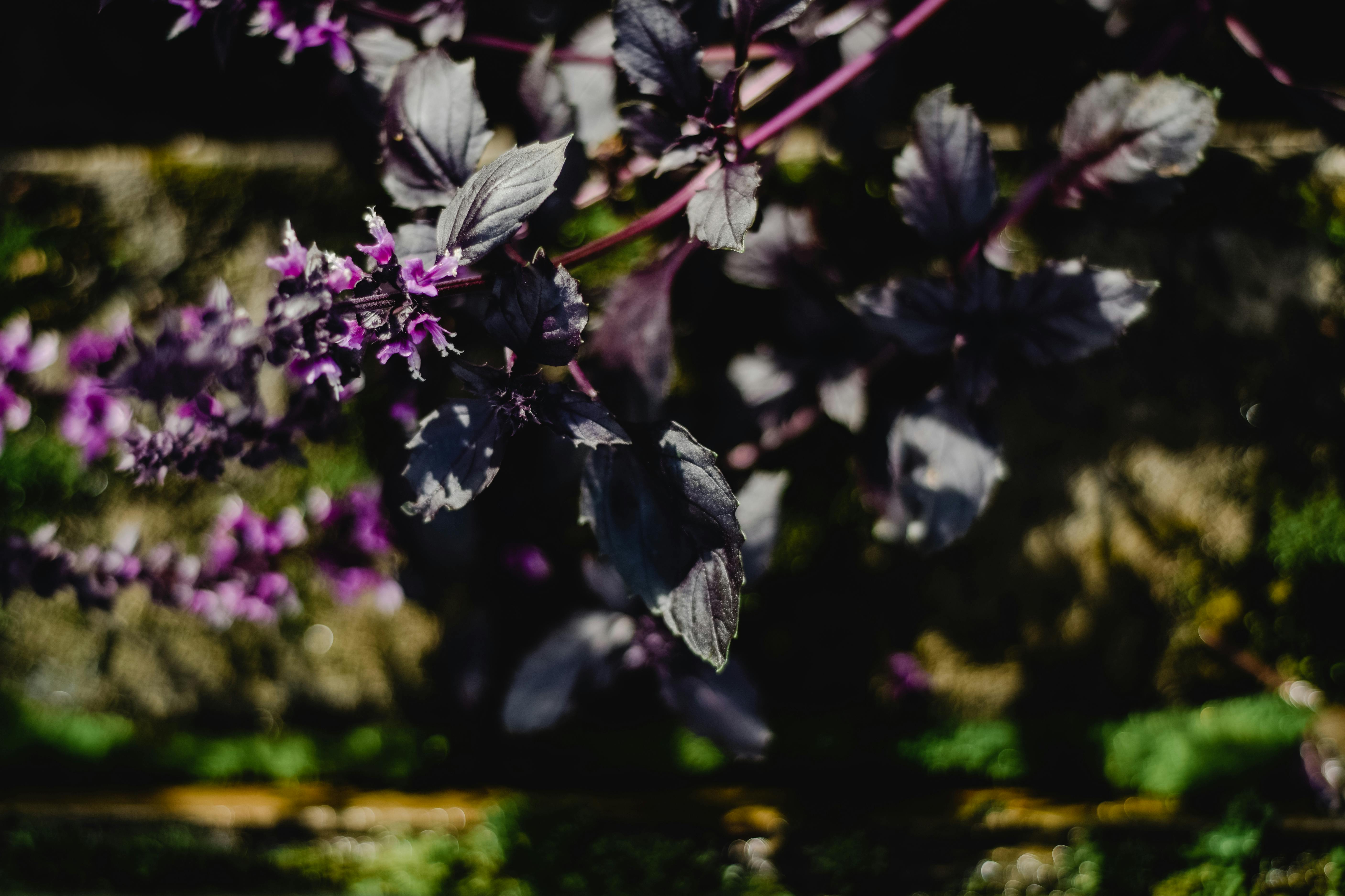 充满活力的紫色罗勒叶子在阳光下沐浴的花园特写