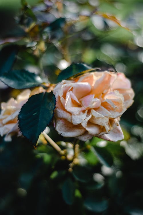 Pink Rose Growing in Garden