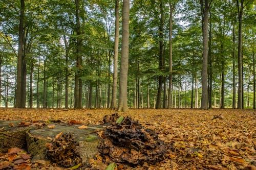 Brown Dried Leaves on Ground Surrounded by Trees