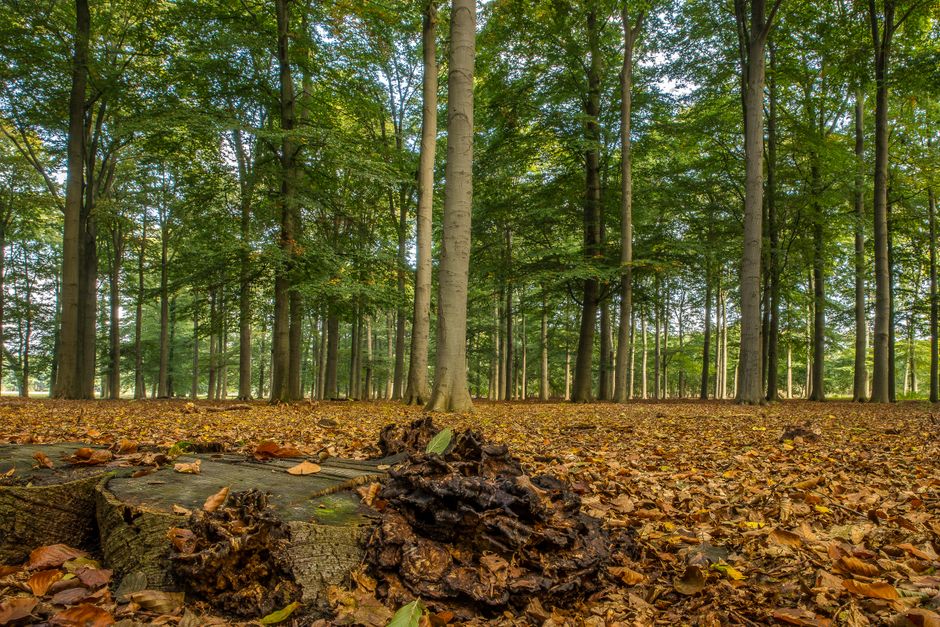 Stump grinding cost per inch: What to expect — cover media