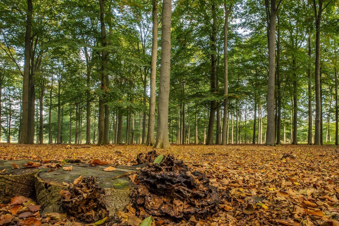 Brown Dried Leaves on Ground Surrounded by Trees