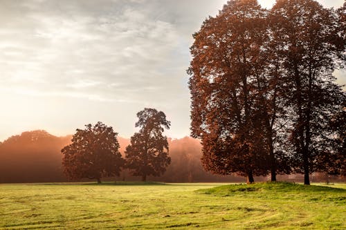 Bezpłatne Darmowe zdjęcie z galerii z drzewa, jesień, krajobraz Zdjęcie z galerii