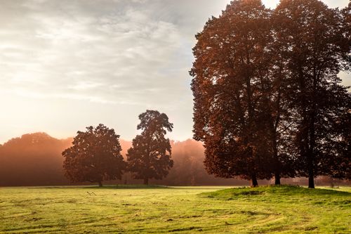 Free Peaceful autumn scene featuring sunlit trees in a misty field at sunrise. Stock Photo