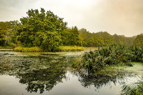 Foto d'estoc gratuïta de aigua, arbres, herba