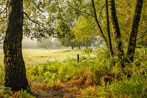 Gratuit Imagine de stoc gratuită din arbori, centrale, dimineață Fotografie de stoc