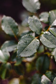 爱沙尼亚花园中，特写镜头捕捉着绿叶与露珠