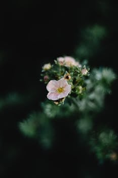 特写镜头中，充满活力的粉红色巴嫩拉花在模糊的绿色背景下格外醒目，非常适合自然主题