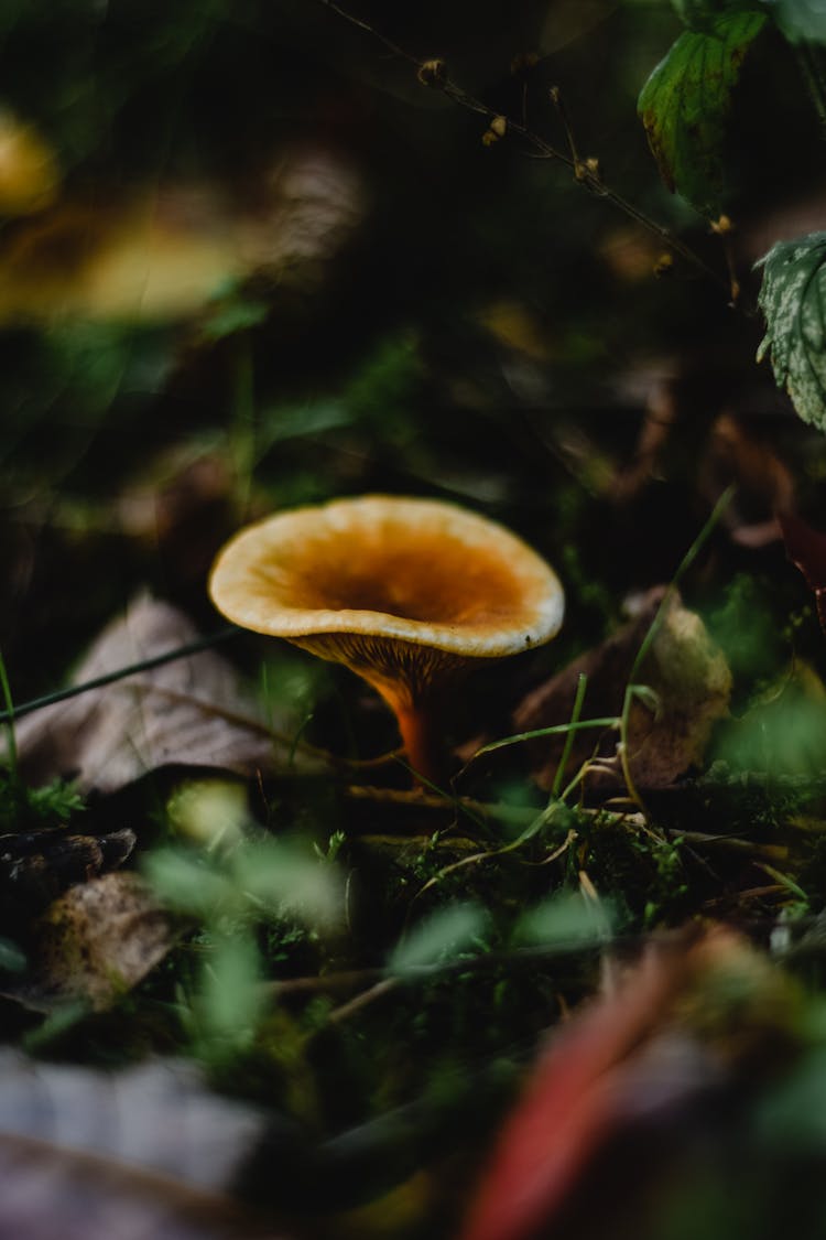 Mushroom Growing In Forest