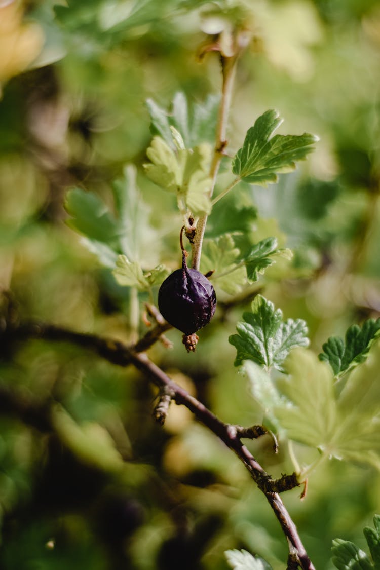 Vertical Shot Of An Overripe Gooseberry