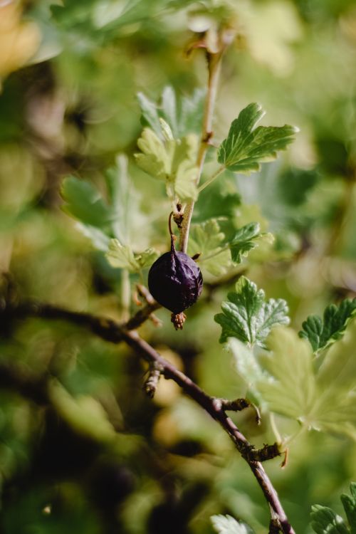 Free Close up of a single overripe gooseberry hanging from a branch with vibrant green leaves. Stock Photo