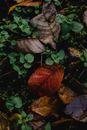Brown and Green Leaves on Ground