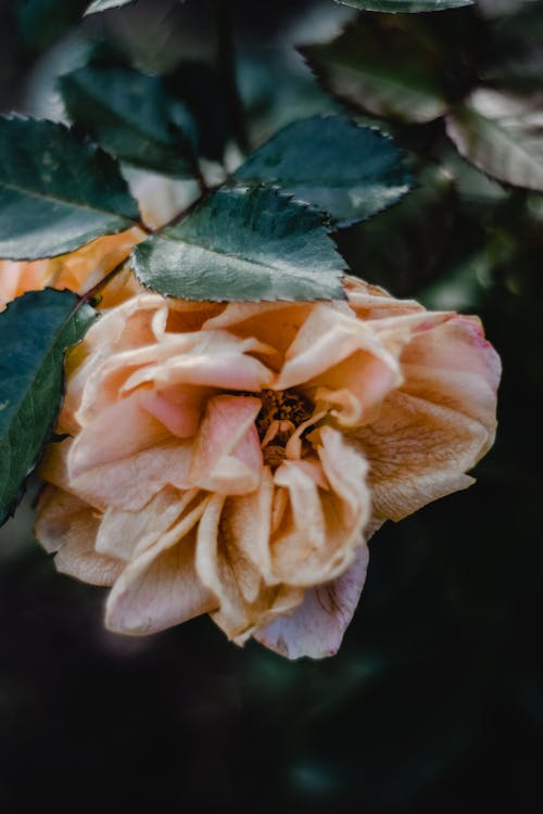 Pink Rose in Bloom