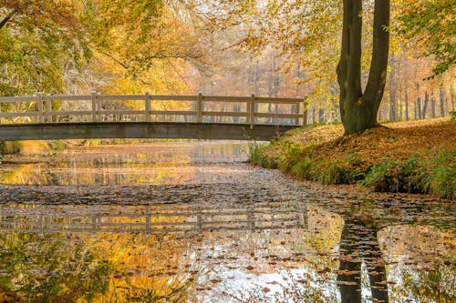 Free Wooden Footbridge In Park At Fall Stock Photo