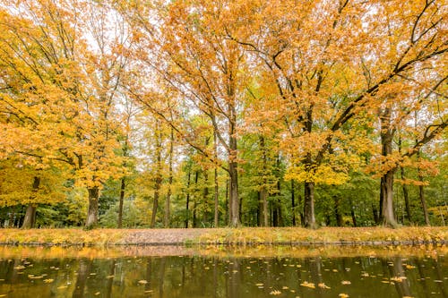 Bezpłatne Darmowe zdjęcie z galerii z drzewa, gałęzie, jesień Zdjęcie z galerii