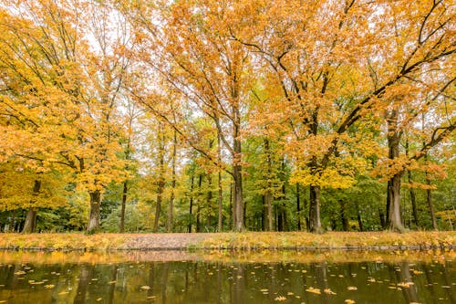 Photos gratuites de arbres, automne, bassin