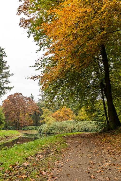 Immagine gratuita di alberi, autunno, bosco