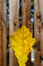 Yellow Leaf on Brown Wooden Fence