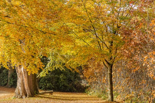 Gratuit Photos gratuites de allée, arbres, automne Photos