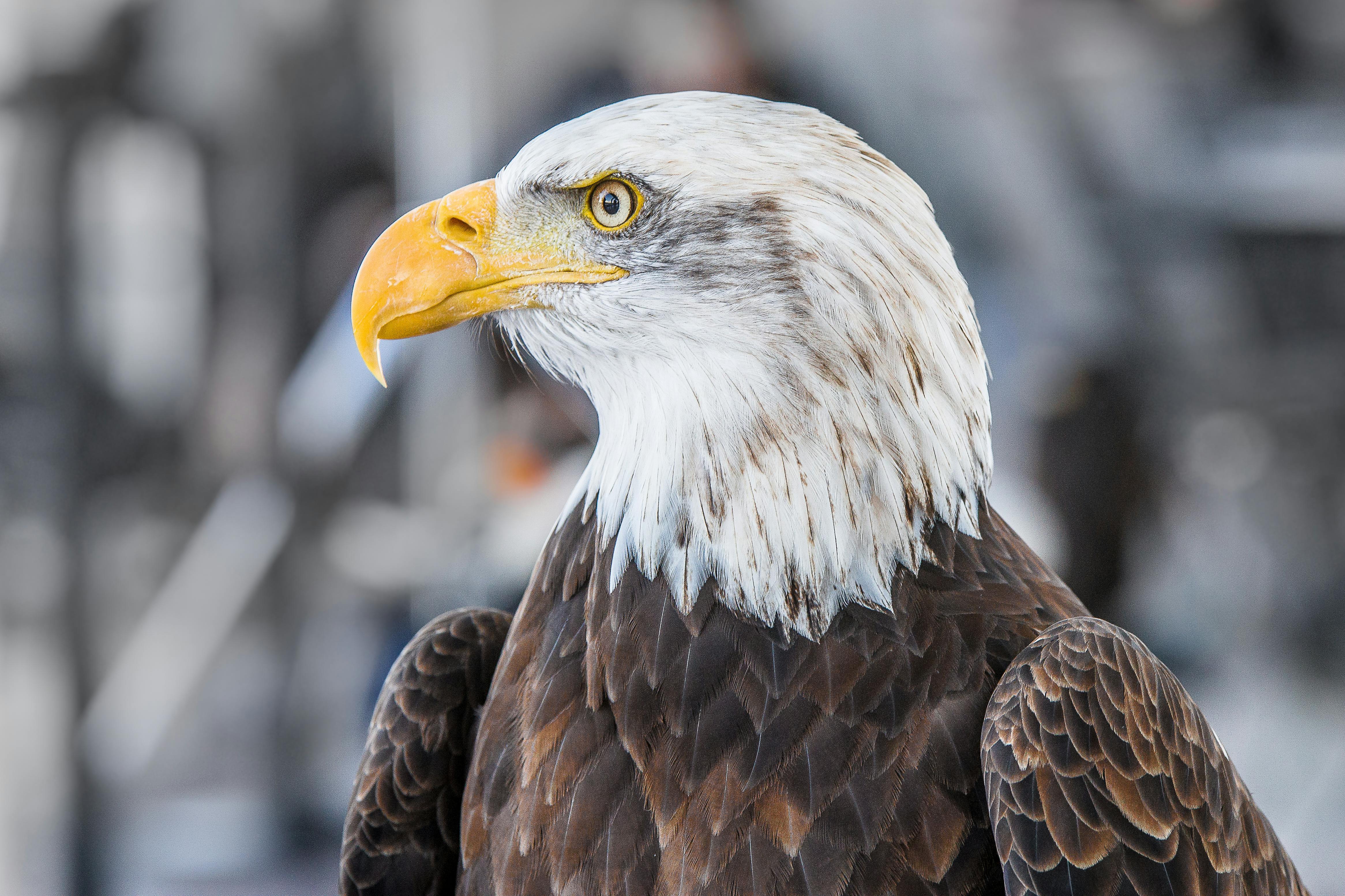 El águila calva es un ave rapaz que habita en América del Norte, Foto: Southern Bald Eagle. 