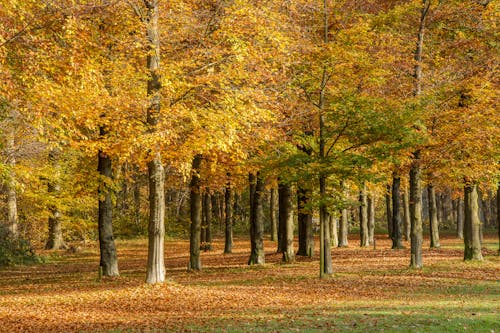 Colorful Trees In Fall 