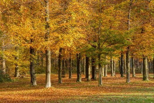 A serene autumn scene showcasing vibrant maple trees with golden leaves in a peaceful forest setting.