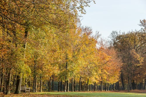 Green and Brown Trees in the Forest