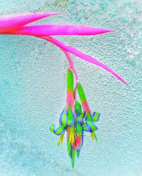 Gratis lagerfoto af bilbergia, enkeltblomst, farverig blomst
