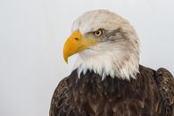 Brown and White Eagle in Close Up Photography