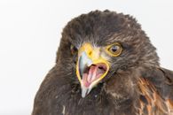 Brown and Yellow Eagle Head