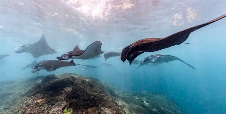 A Squadron Of Manta Rays Underwater