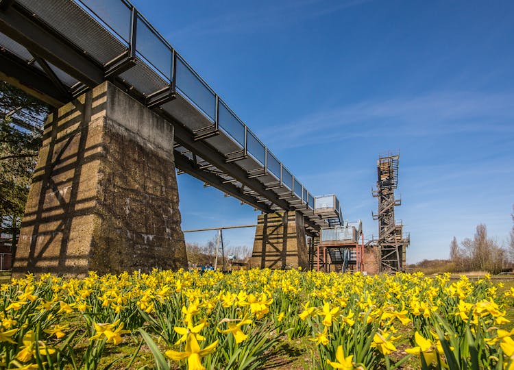 Daffodils Blooming By Industrial Constructions