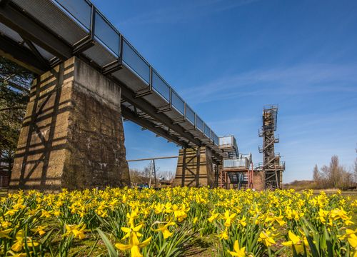 Free An industrial bridge stretches over a field of blooming daffodils under a clear spring sky. Stock Photo