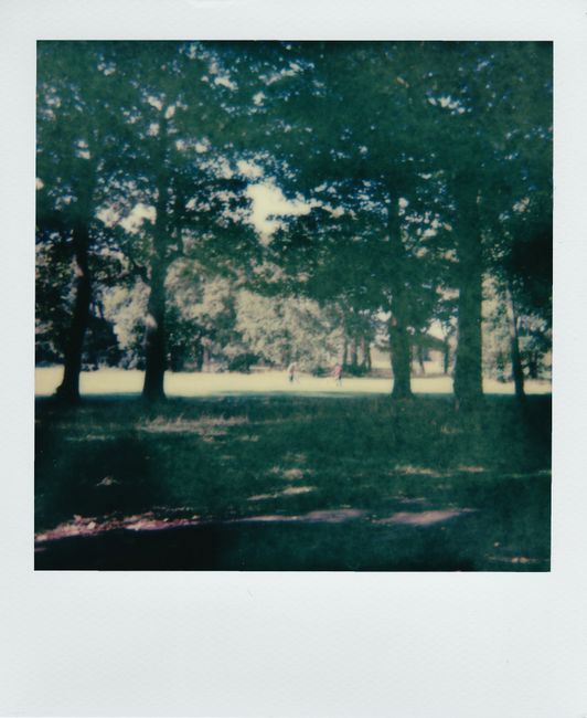 Sunlight filters through trees in a serene forest meadow captured in vintage Polaroid style.