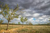 View of an Orchard