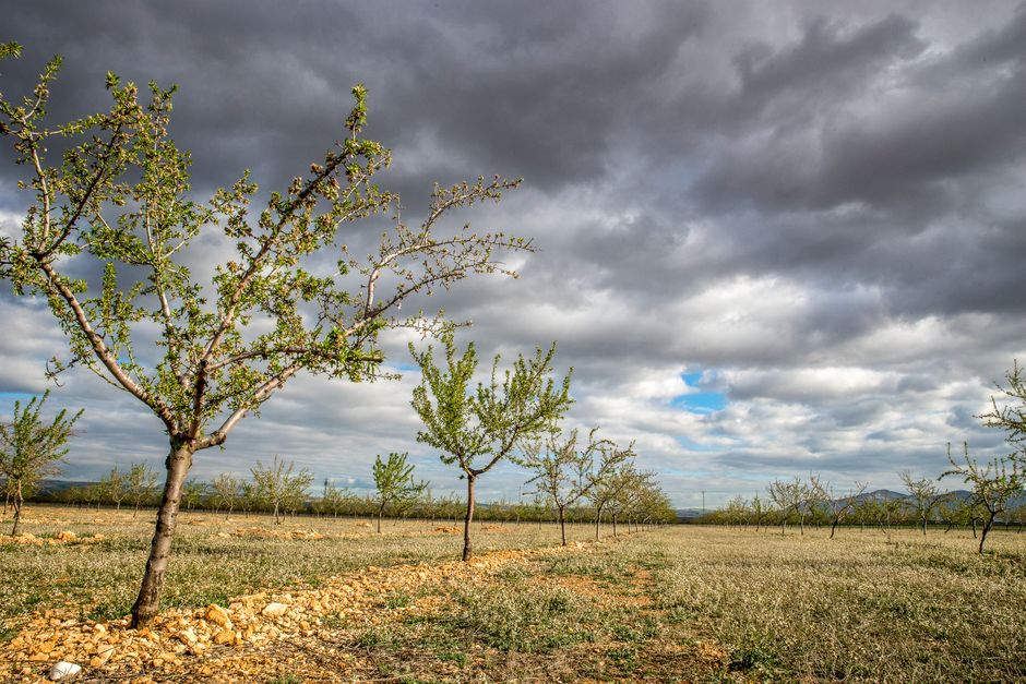 Un huerto pintoresco bajo un cielo nublado, mostrando la belleza agrícola rural.
