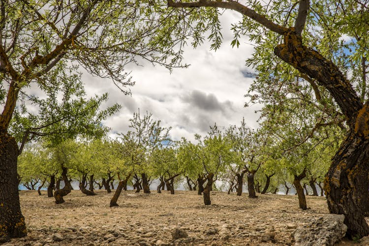 Olive Oil Trees 