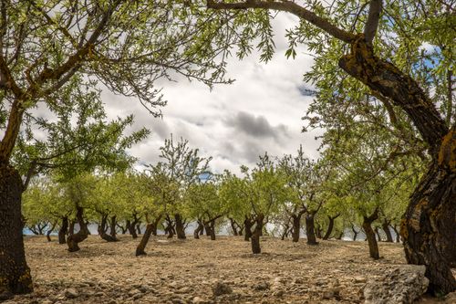 Free A tranquil olive grove with lush green trees beneath an overcast sky, creating a serene natural landscape. Stock Photo