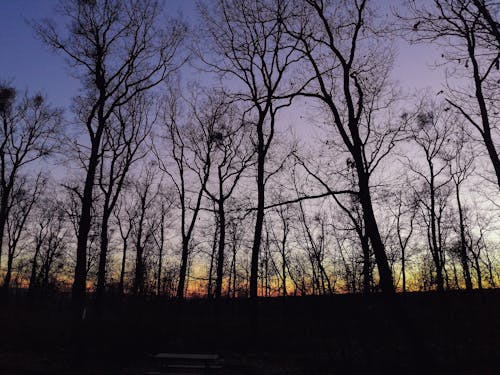 Silhouette of Bare Trees during Sunset