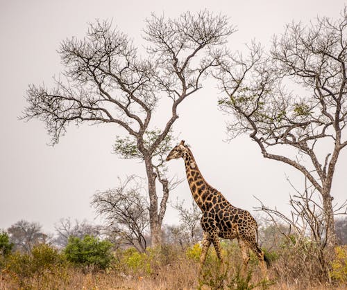 Gratis stockfoto met beest, bomen, dieren in het wild