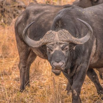 Cape Buffalo