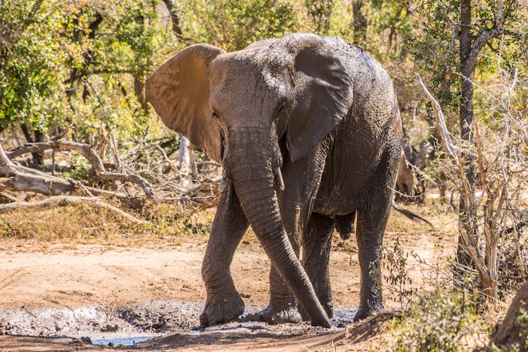 An Elephant Walking On A Mud