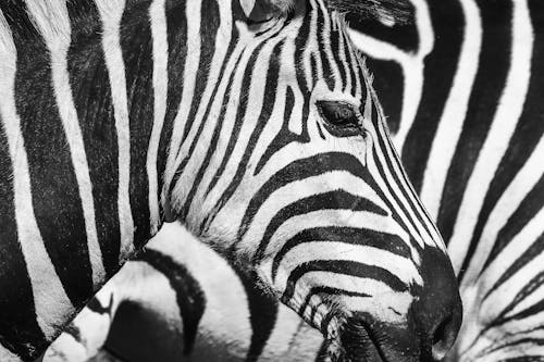 Close up of Two Zebras Patterns